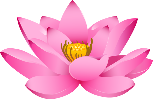 Лотос орехоносный на белом фоне