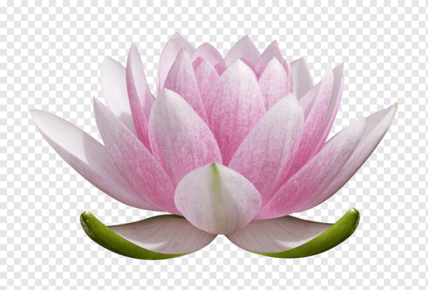 Лотос вырезать