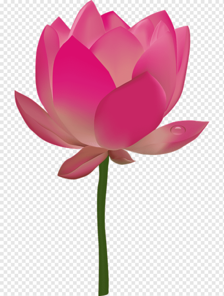 Розовый Лотос Nelumbo