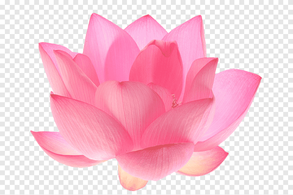 Лотос на прозрачном фоне