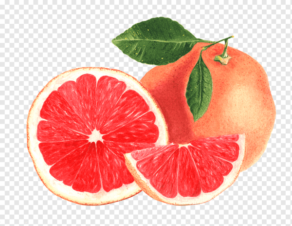 Грейпфрут акварелью