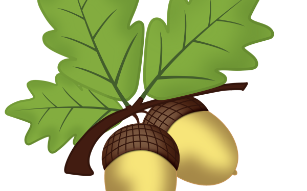 Желудь на белом фоне