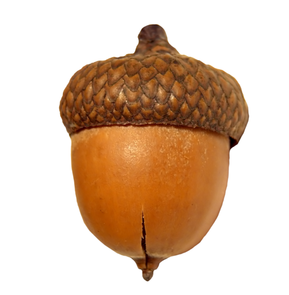 Желуди для детей без фона