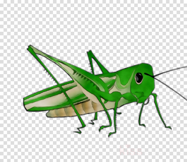 Умный кузнечик