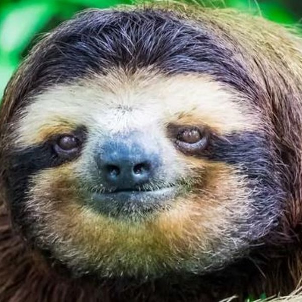 Ленивец Джо