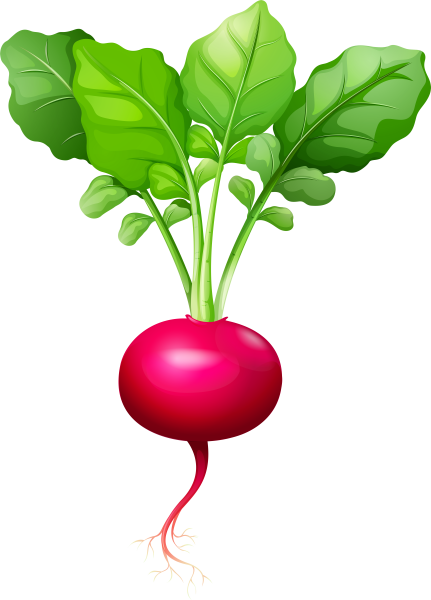 Свекла рисунок