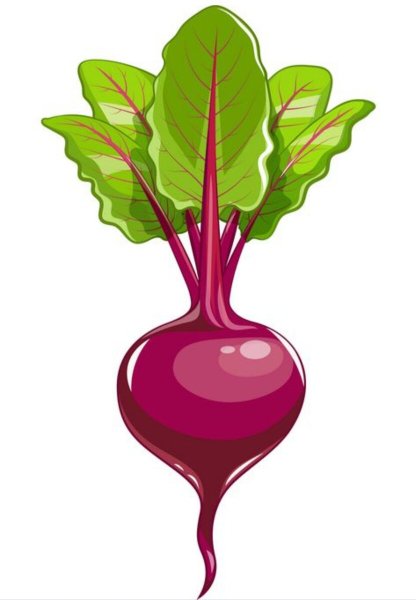 Свекла на белом фоне вектор