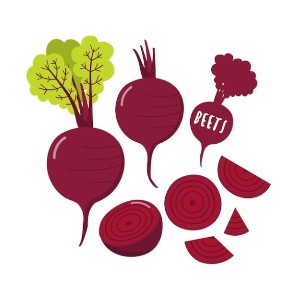 Свекла в разрезе вектор