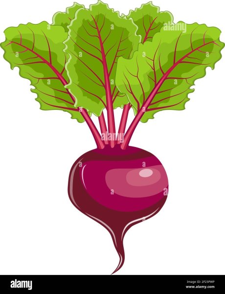 Свекла вектор