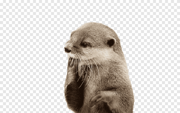 Выдра смайлик