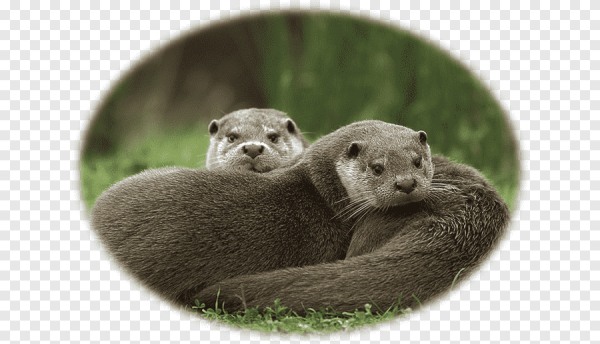 Стикеры выдра ВК