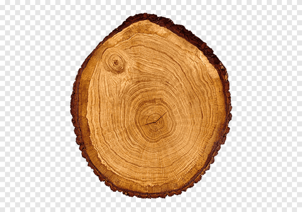 Дерево в разрезе