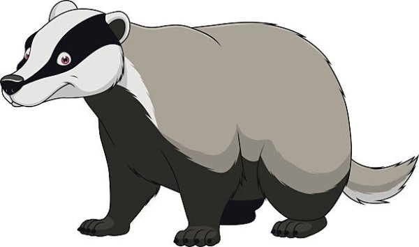 Барсук без фона