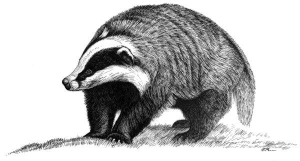 Барсук мультяшный
