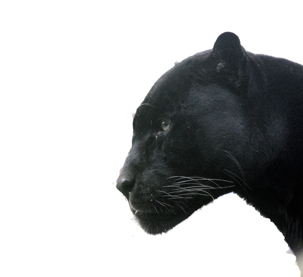 Черная пантера сбоку