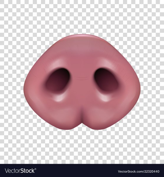 Нос свиньи без фона