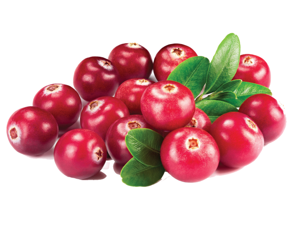 Ягоды клюквы на черном фоне