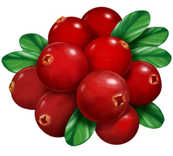 Клюква для дошкольников