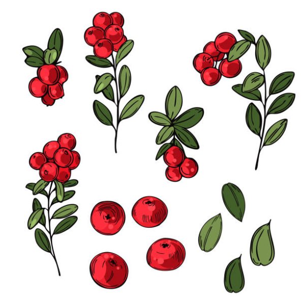 Lingonberry вектор