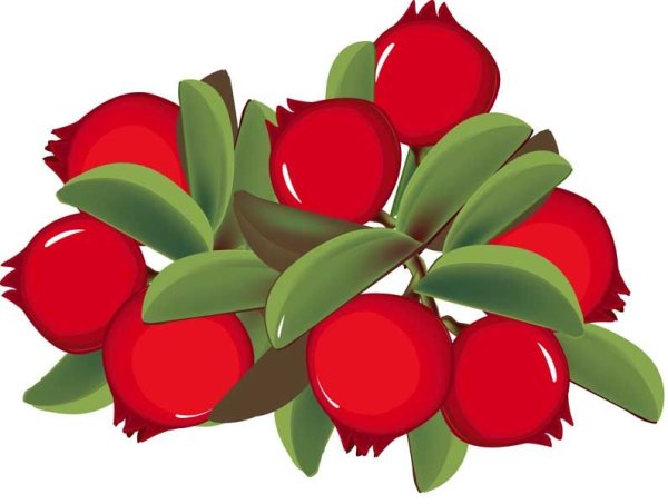 Брусничка вектор