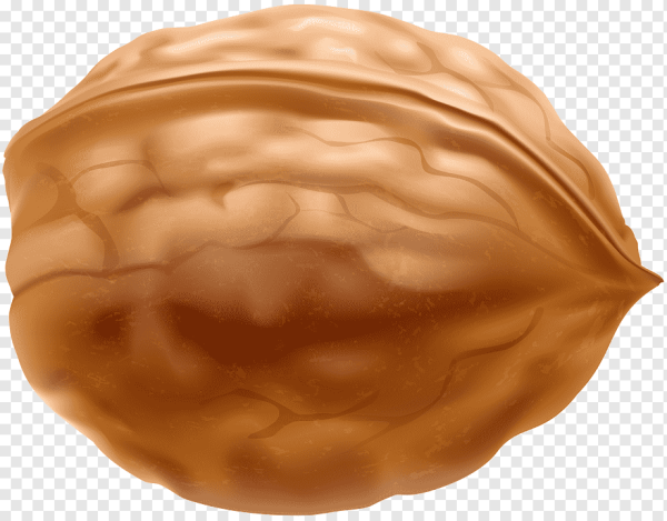 Арахис вектор