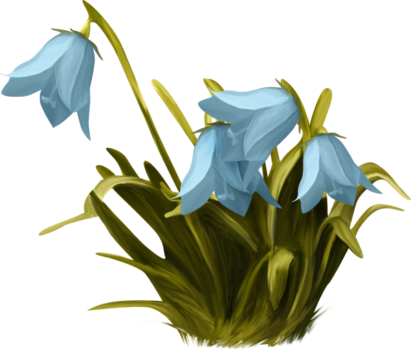 Увядшие цветы на прозрачном фоне