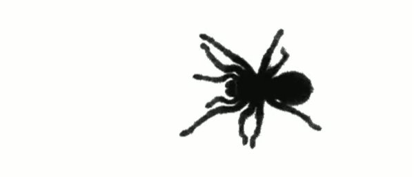 Паук ползет по экрану