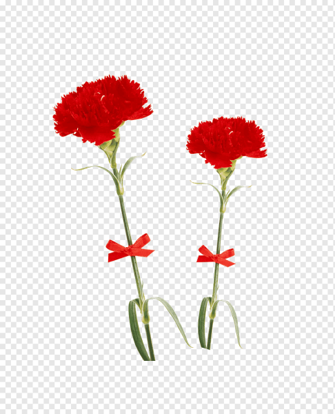 Multiflora гвоздика