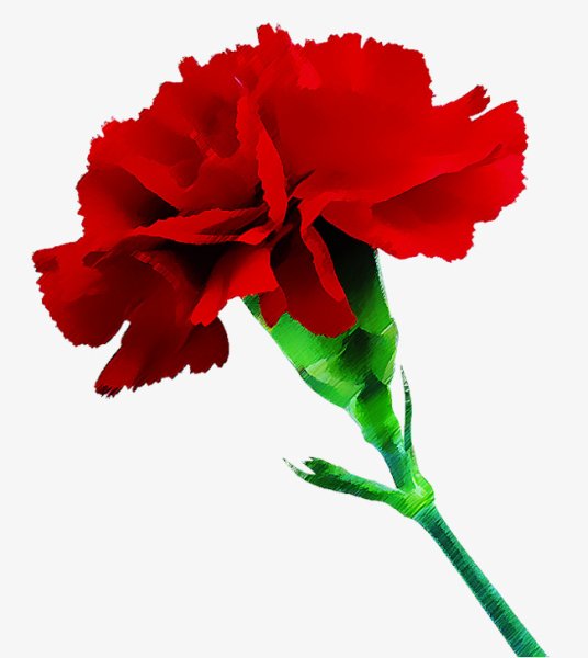 Гвоздика на белом фоне