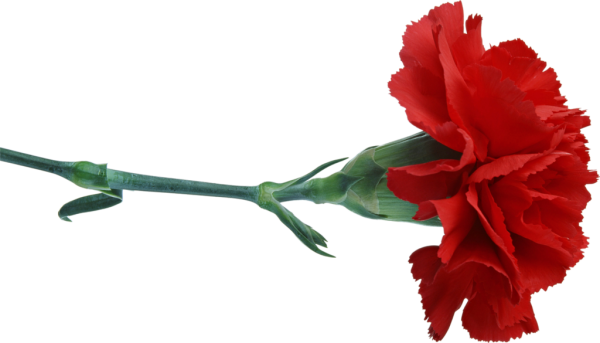 Веточка гвоздики