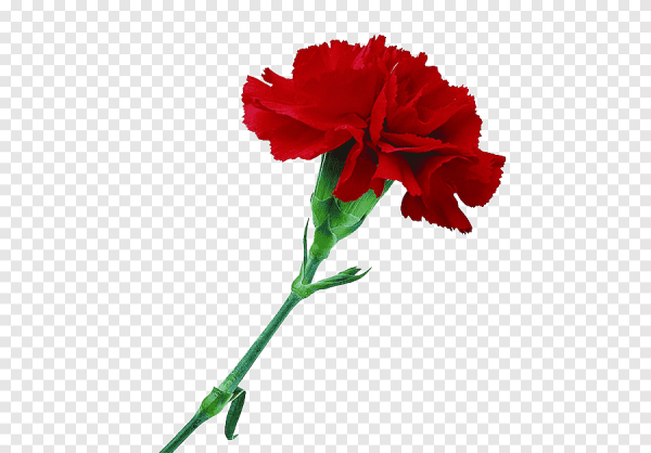 Красные гвоздики на прозрачном фоне