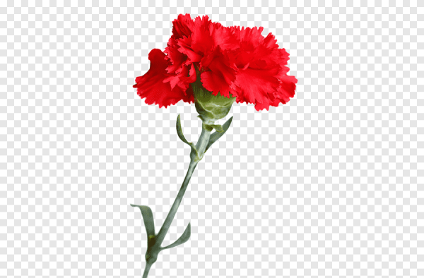 Гвоздика Селект ред