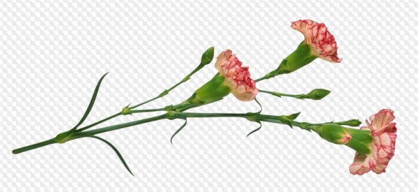 Гвоздика кустовая Минуэтто