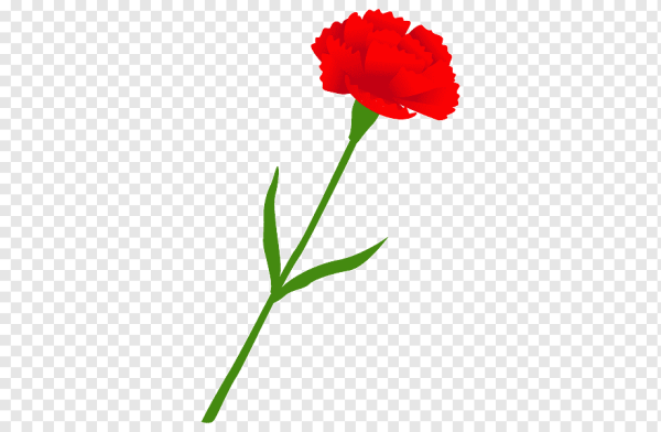 Гвоздика pngи Мак