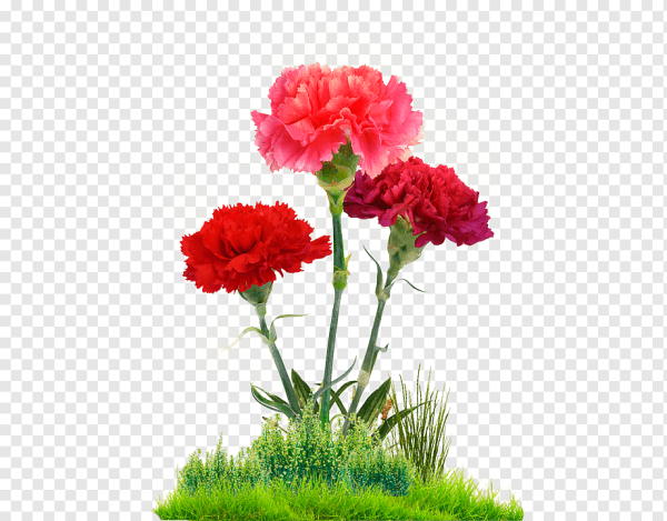 Букет гвоздики на прозрачном фоне