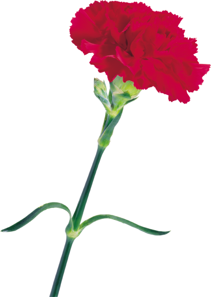 Гвоздика Трулав