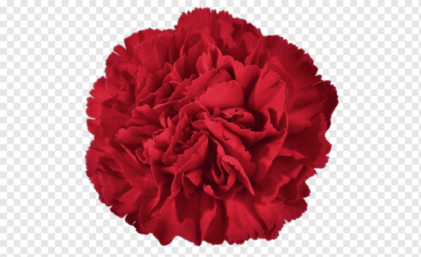 Гвоздика Bizet