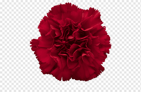 Красный гвоздика на прозрачном