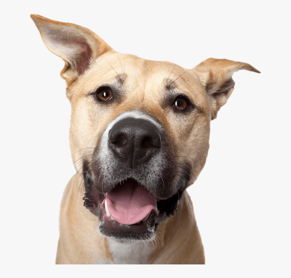 Голова собаки