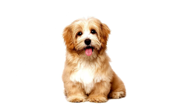 Собака на прозрачном фоне