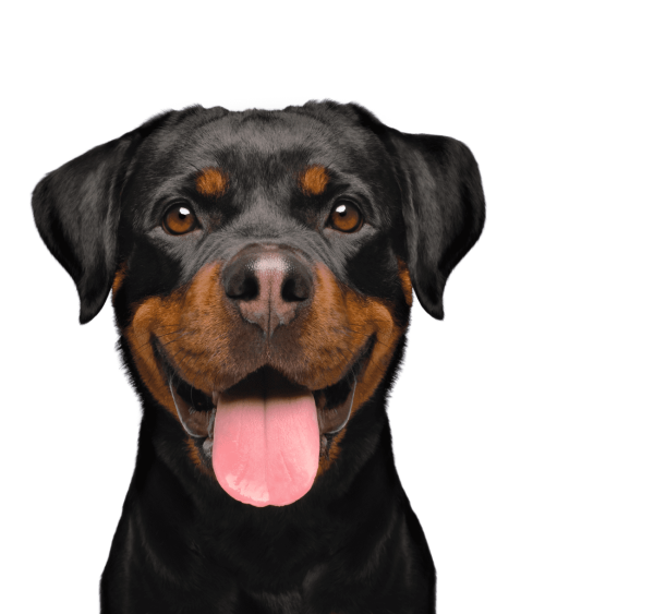 Красивые собаки