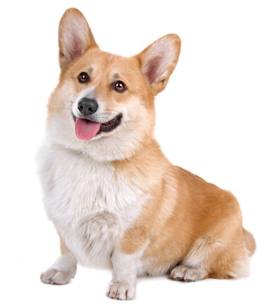 Вельш корги щенки