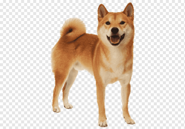 Сиба ину Акита сзади