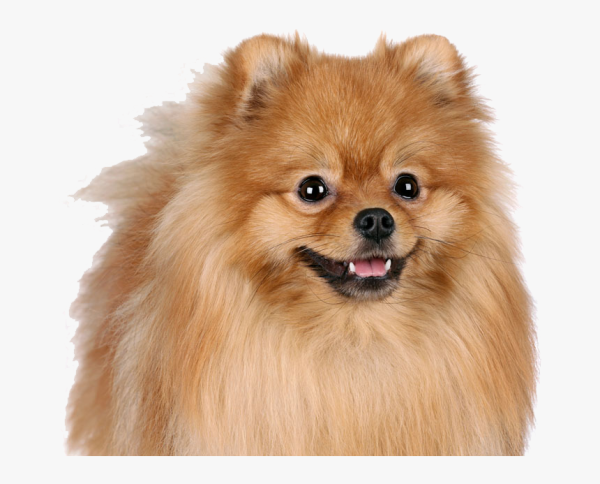 Померанский шпиц на белом фоне