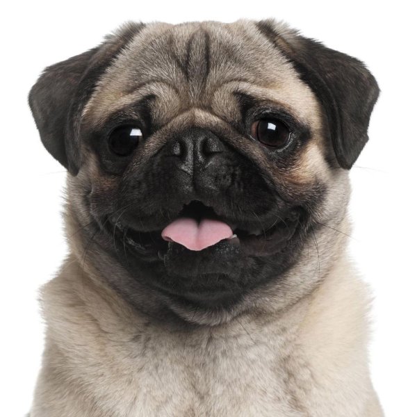 Счастливый Мопс