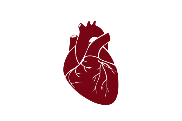 Человеческое сердце на белом фоне