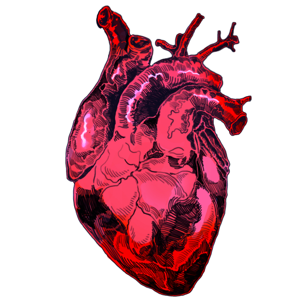 Сердце медицина