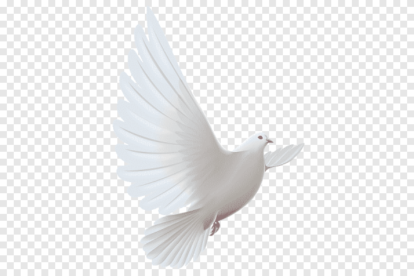 Белый голубь на прозрачном фоне