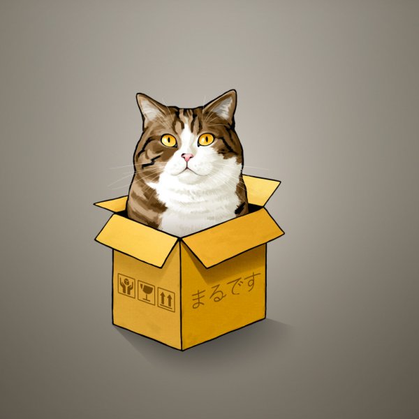 Котик в коробочке