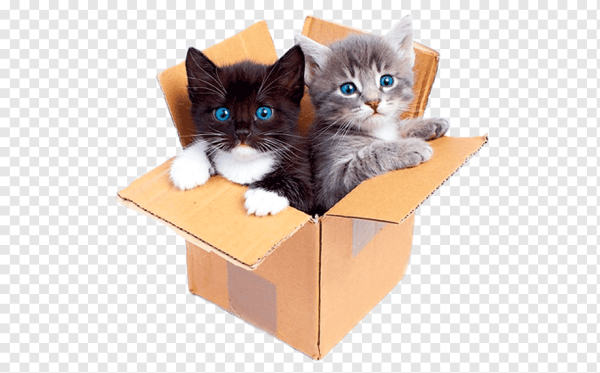 Кот в коробке на белом фоне